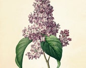 Lilac Vintage flower art print antique wall art Flower wall art botanical prints Garden print Victorian print French wall art Cottage wall