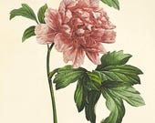 Pink Peony art print antique prints flower art print botanical art prints Vintage prints Victorian art French prints garden wall art flower