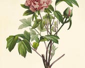 Pink Peony art print antique prints flower art print botanical art prints Vintage prints Victorian art French prints garden wall art flower