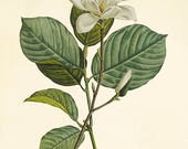 Magnolia art print vintage Botanical Art Prints Victorian art Garden Wall Art flowers antique prints flower art print poster French art