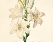 White Lily vintage flower art print Cottage wall art Victorian print French wall art botanical antique wall art Flower wall art Garden print