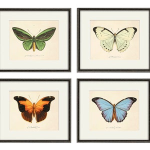 Conjunto de láminas de mariposas antiguas: arte mural de historia natural victoriano