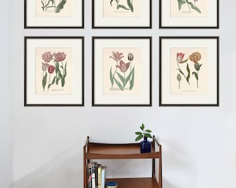 Antique Tulip Print Set: Botanical Wall Art, French Lithograph