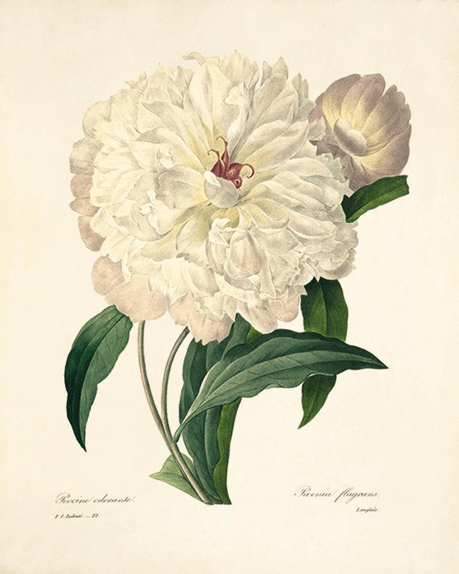 White Botanical Prints Vintage Flower Art Cottage Wall Art | Etsy
