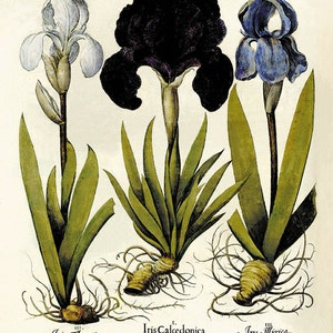 Iris art print Antique wall art flower art print botanical art print garden wall art flowers home decor art antique botanical prints Besler