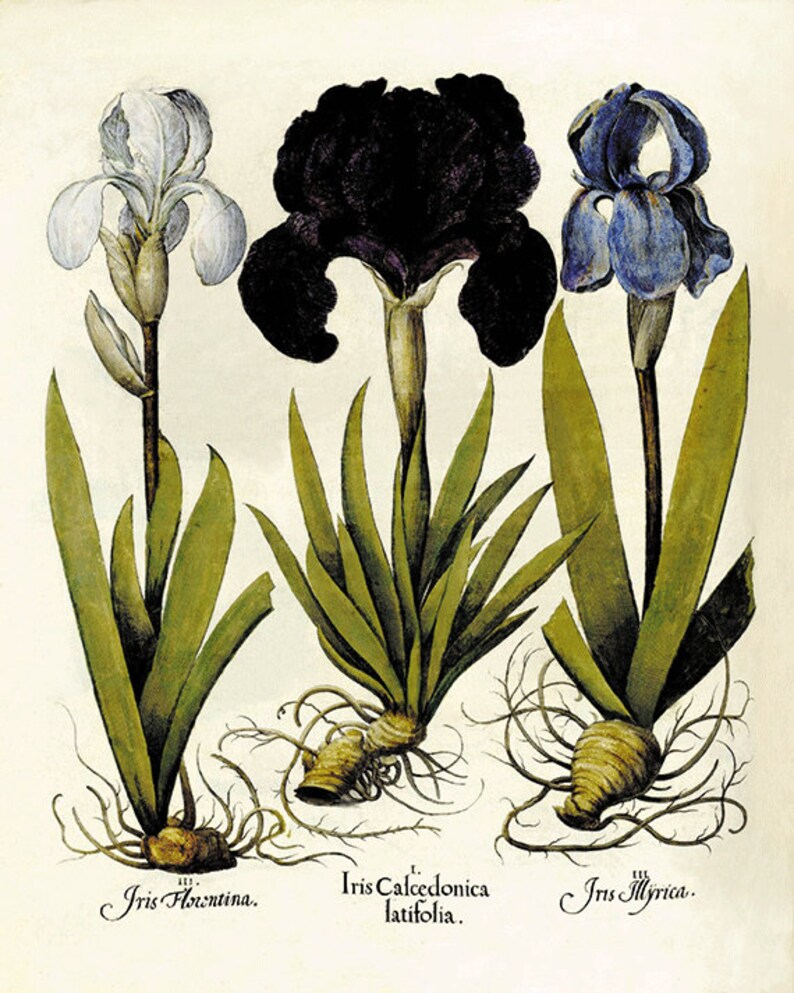 Iris Art Print Antique Wall Art Flower Art Print Botanical Art Etsy