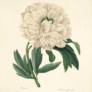 Peony art print vintage botanical art print flower art print garden wall art home decor wall art French art antique art prints Victorian art