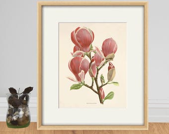 Vintage Magnolia Art Print: Victorian Botanical Illustration