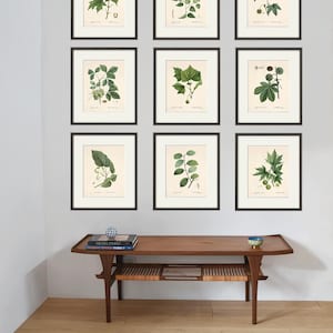 Botanical print set leaf art print Botanical art print Cottage wall art leaf wall art plants art print botanical wall art leaf print tree