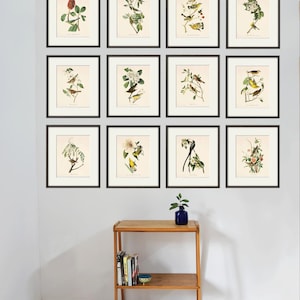 Antique Bird Print set Bird art print set antique prints bird decor Nature art print poster Victorian art Garden print Natural history art