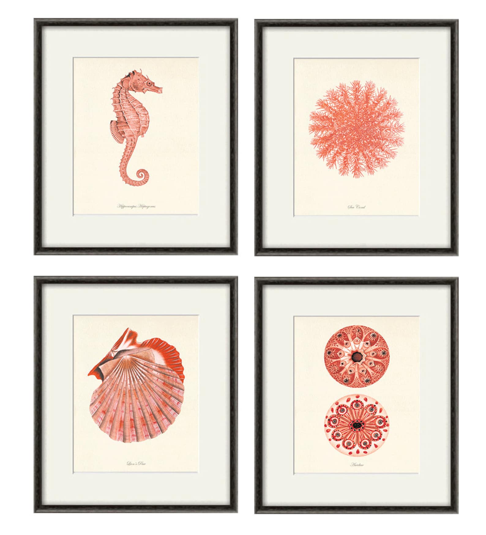 Sea Coral Art Nautical Art Print Set of 4 Old Prints Ocean Etsy