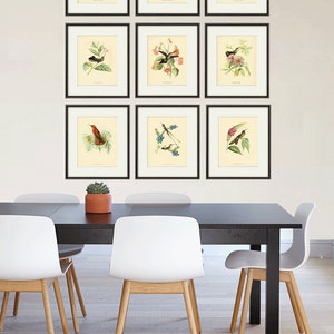 Hummingbirds art Vintage Bird Print Nature art print Vintage prints home decor wall art Natural History Victorian art old prints bird decor image 4