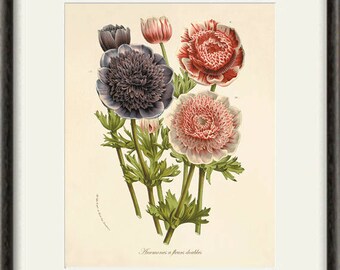 絵画 anemone P J Redoute Flowers ANEMONE SIMPLEX Botanical Art Original