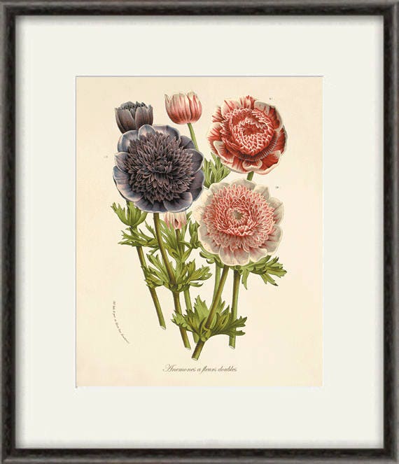 Antique Anemone Flower Art Print: Victorian Botanical Illustration