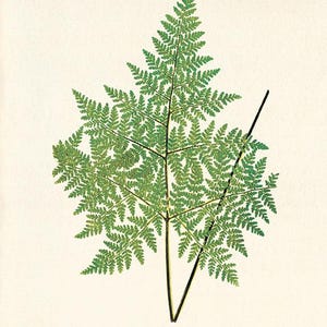 Vintage Fern Botanical Art Print: Victorian Garden Wall Decor
