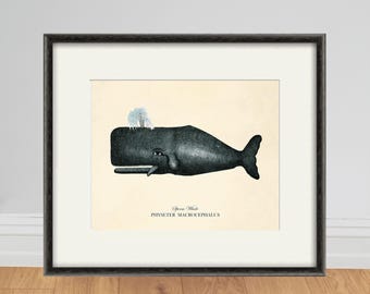 May include: A vintage illustration of a Sperm Whale, also known as Physeter macrocephalus, with a black and white color scheme. The whale is depicted swimming with its mouth open, revealing its teeth. The illustration is framed in a black frame.
