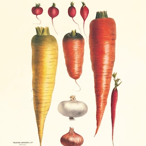 Vegetable art print Antique botanical print vegetable print kitchen art print antique wall art kitchen poster kitchen prints vegetable decor