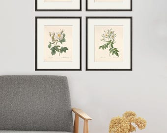 Antique White Rose Botanical Print: Vintage Floral Wall Art