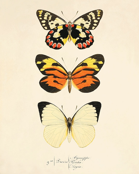 Butterfly Wall Art Antique Butterfly Image Print Natural History ...