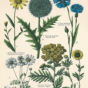 Kitchen Herbs wall art antique botanical print herb art print kitchen poster kitchen decor wall antique wall art herb wall decor flower art