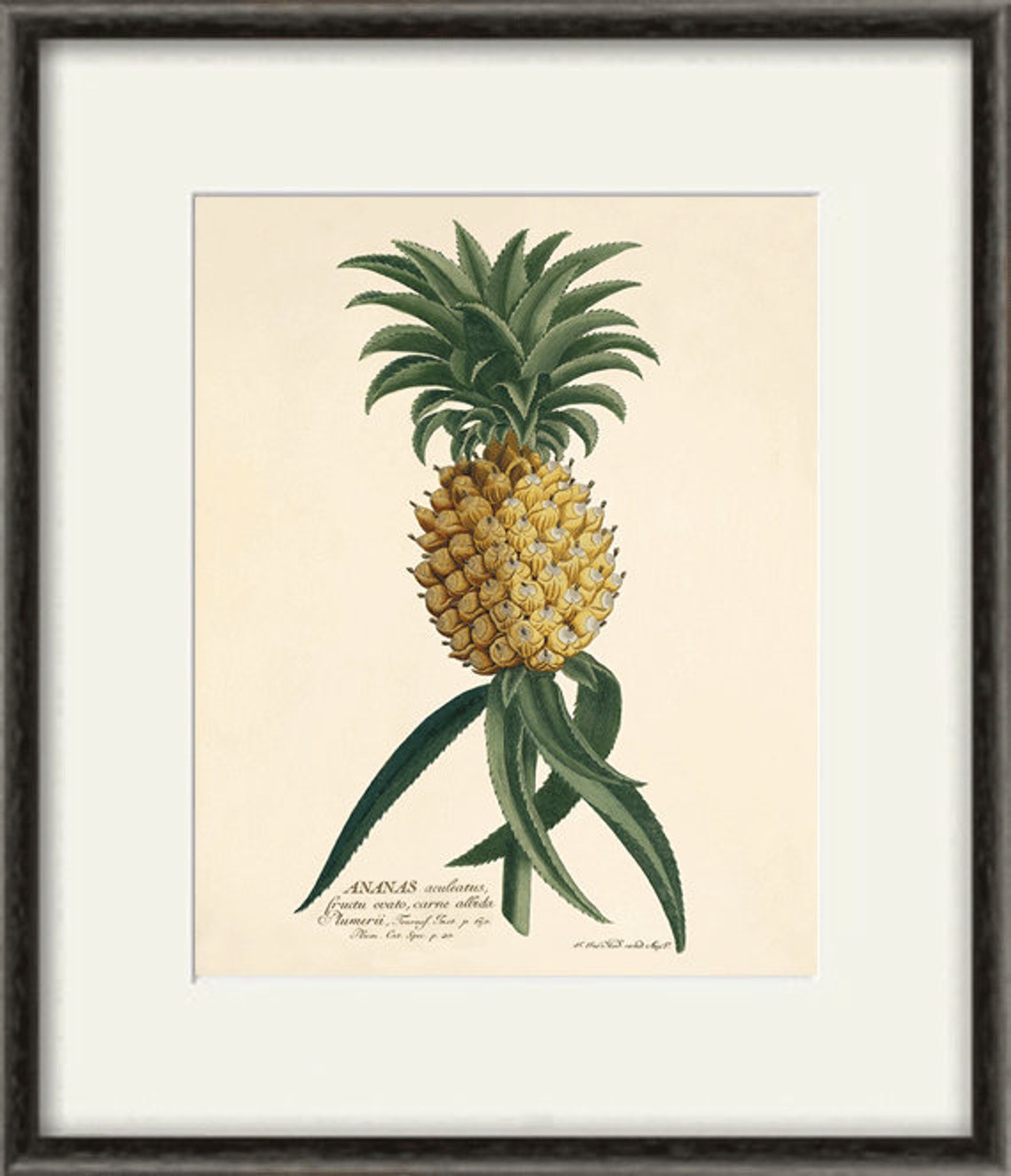 Pineapple Print Kitchen Art Print Poster Victorian Print Etsy