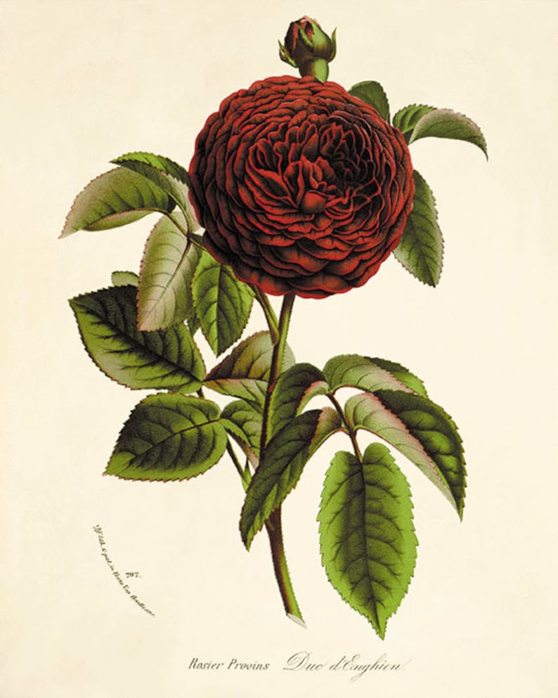 Red Rose print antique prints decor Flower decor botanical print Garden print Victorian art Flower art print French decor Cottage art print image 1