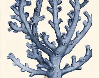 Vintage Sea Coral Print, Natural History Ocean Art