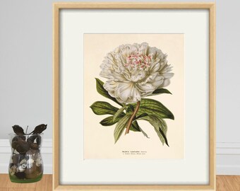 Antique White Peony Print: Victorian Botanical Art