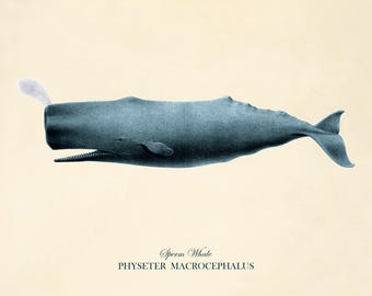 Antique Whale Print: Victorian Nautical Ocean Art