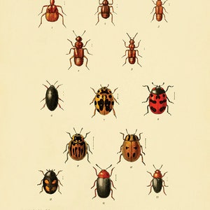 Antique Insect art print Beetle art print insect wall art Vintage insect decor Antique Prints entomology art Natural History art Bug art