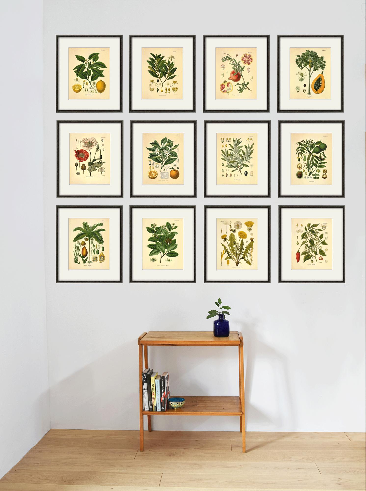 Pink Rose Botanical Print: Antique Victorian Flower Wall Art