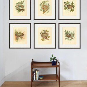 Bird nest art print Vintage Bird art print birds egg art  bird nest decor bird wall art Natural History Victorian art print antique prints