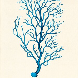 Blue coral art print Vintage nautical art print sea art print Ocean art print ocean life Natural History sea life art antique nature print