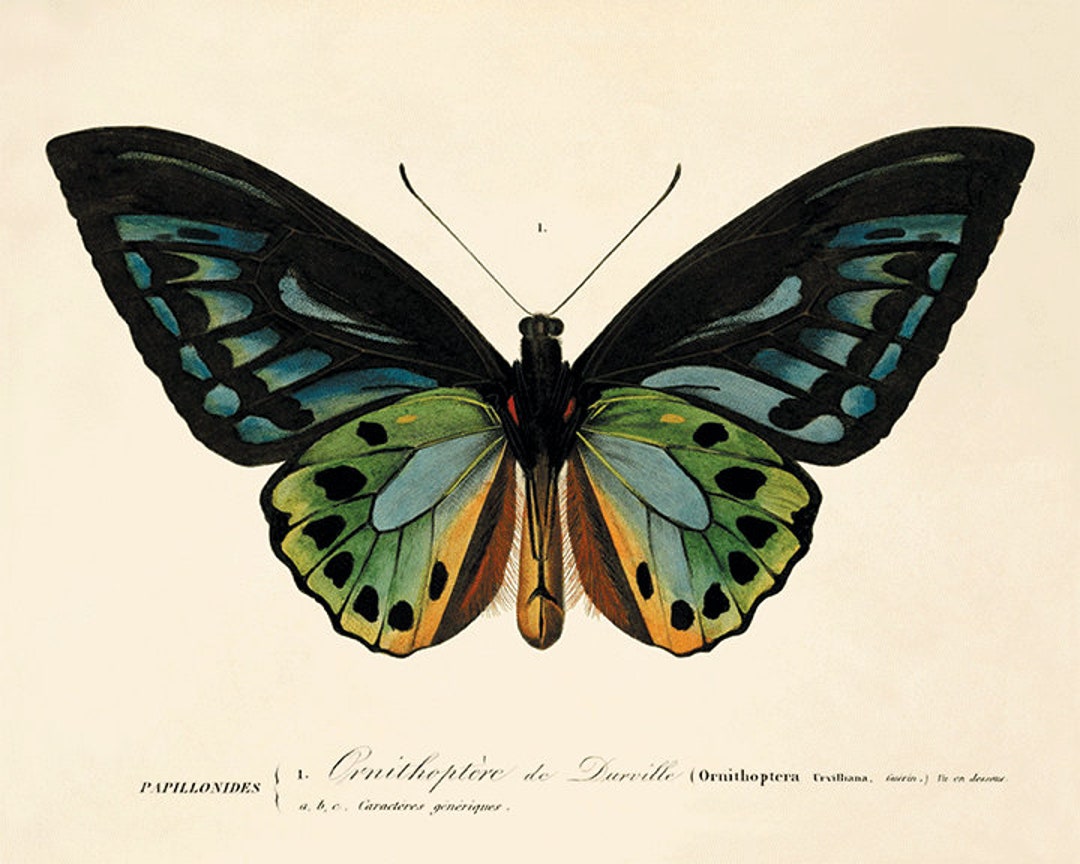 Victorian Art Antique Prints Antique Butterfly Art Print Nature Print ...
