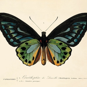 Grabados antiguos de arte victoriano Impresión de arte de mariposa antigua Impresión de naturaleza Historia natural Decoración de mariposas Decoración del hogar Arte de pared Impresión de arte de jardín