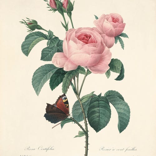 Antique Rose Art Print: Botanical Wall Decor - Etsy