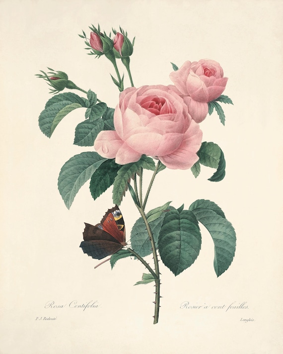 Antique Rose Art Print: Botanical Wall Decor - Etsy