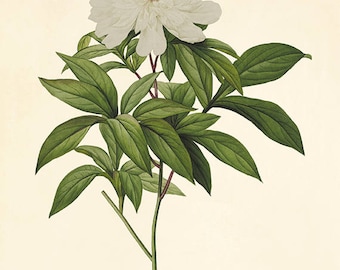 Antique White Peony Print: French Botanical Art, Victorian Style