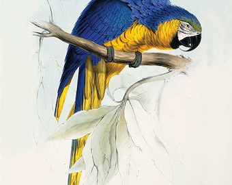 Antique Parrot Art Print: Victorian Bird Illustration, Nature Wall Decor