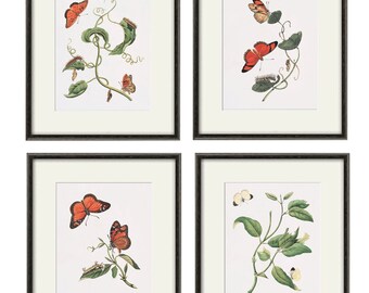 Orange Butterfly art print poster antique prints Nature print Natural History garden wall art french art Home decor wall art butterfly decor