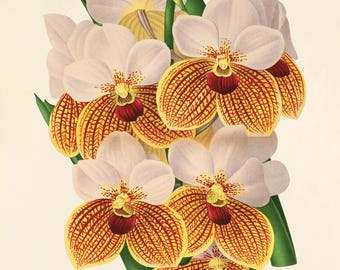 Vintage Yellow Orchid Art Print: Victorian Botanical Illustration