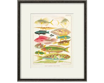 Antiker Fisch Kunst Küsten Kunstdruck nautischer Druck Ocean Decor Strand Wandkunst Küstendrucke Meeresstrandkunst Küstenwandkunst Vintage Ozeankunst