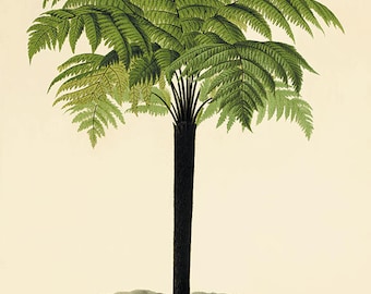 Antique Fern Print: Victorian Botanical Wall Art