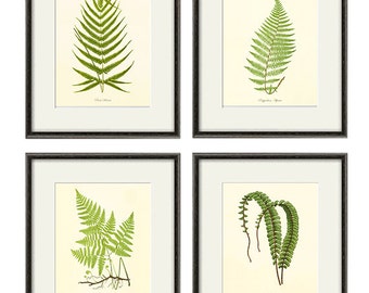 Fern Art Print Vintage Botanical Art Prints Home Decor Wall - Etsy