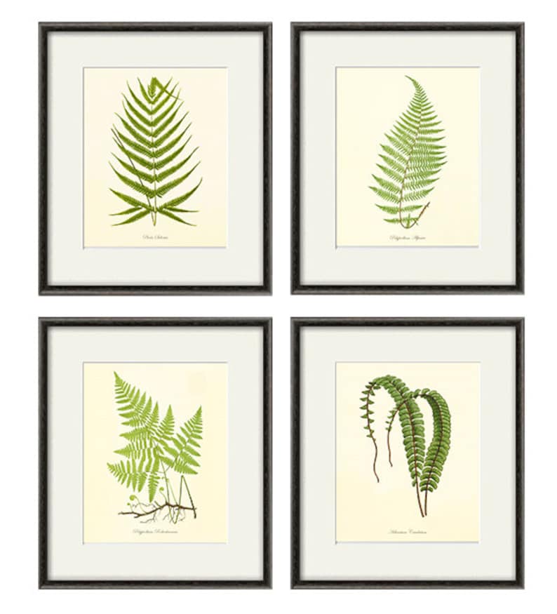 Antique Fern Print Set Botanical Art Prints Home Decor Wall - Etsy