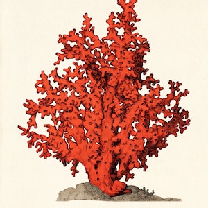 Red Sea coral art print Vintage prints old prints Nautical art print Ocean Decor Natural History sea life art antique prints nature print