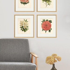 Pink Botanical Prints Set of 4: Vintage Victorian Flower Wall Art - Etsy