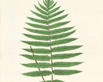Vintage Fern Botanical Print: Victorian Wall Art