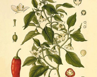 Red chillies antique kitchen art print botanical art prints Vintage home decor wall art Antique prints old prints Plants art Garden Wall art