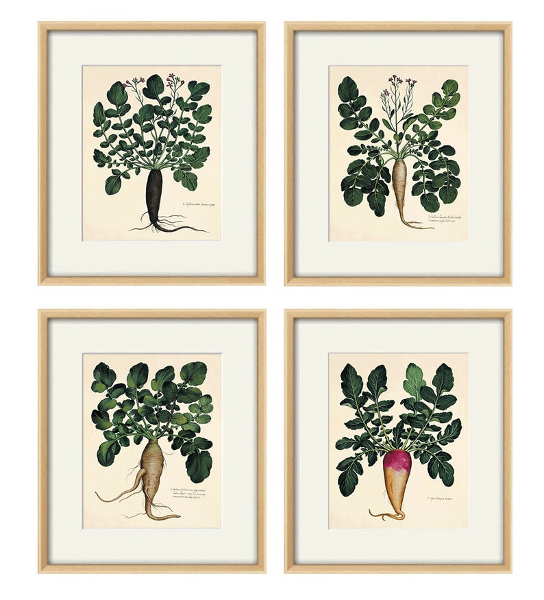 Antique Botanical Print Art Prints Vegetable Image 0